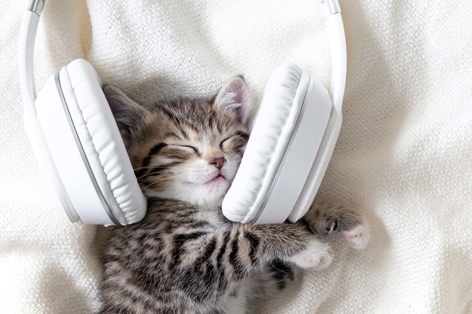 Individualisierung: Schallschutz - Katze mit Kopfhörern